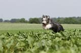 BEARDED COLLIE 039